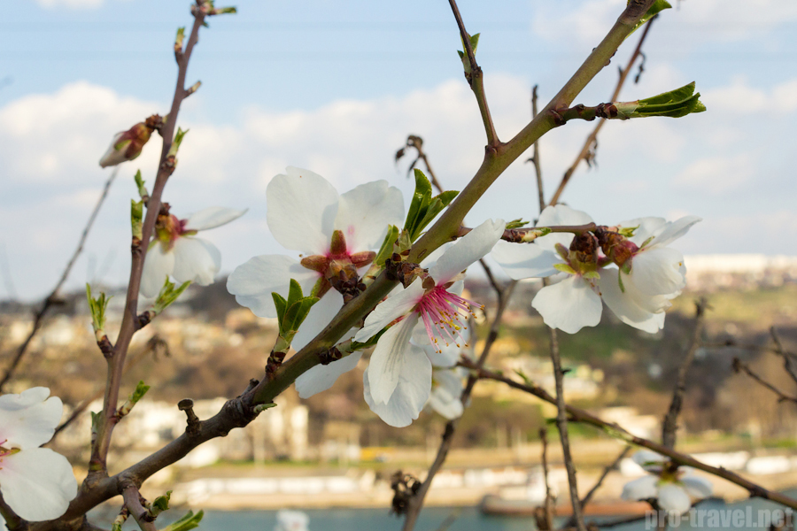 Начало весны в Крыму