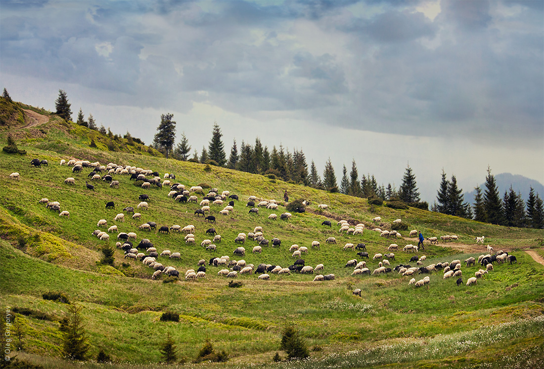 Життя пастухів в Карпатах: яке воно &#8211; життя на високогір’ї Карпат? 0 dca72 2375bd22 orig