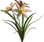 Растения,цветы  0_54023_65f454d5_S