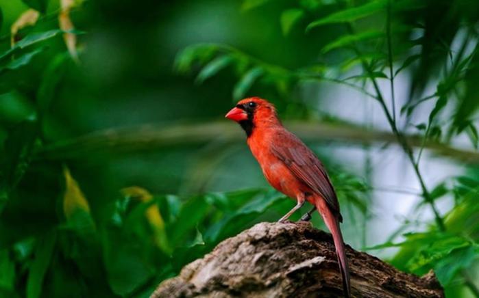 Самые интересные факты о птицах с фотографиями и видео