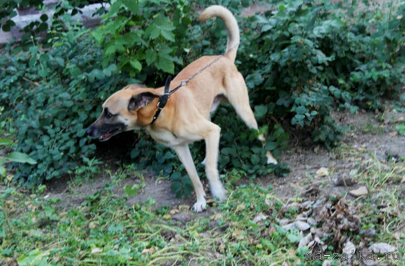 Выгул собак, Саратов, 18 июля 2011 года.