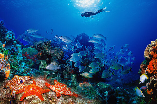 A snorkeler swims above a reef where numerous species of fish, coral and other animals thrive.