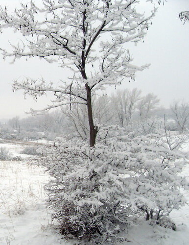 Снежное дерево, снежный куст