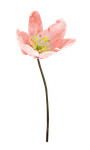 Цветы розовые  0_660e8_fb2ede87_S
