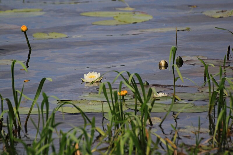 Кувшинки  (лат. Nymphaea candida) и кубышки (лат. Nuphar lutea) в зарослях травы у берега Чёрного озера в июне
