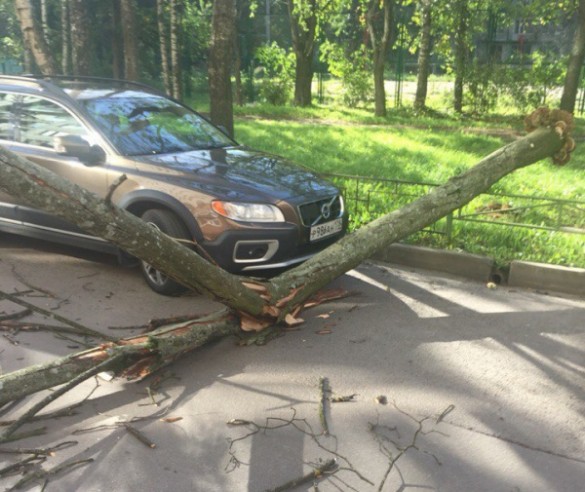 Сильный циклон повалил деревья в Петербурге