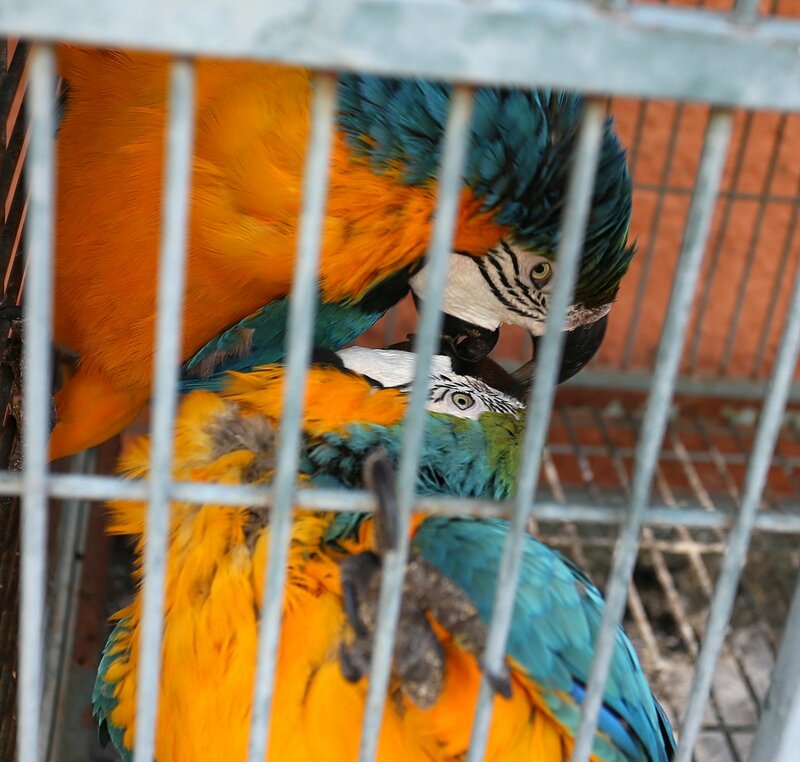 Влюбленные попугаи (Альмуньекар, Сад-музей Бансай)
