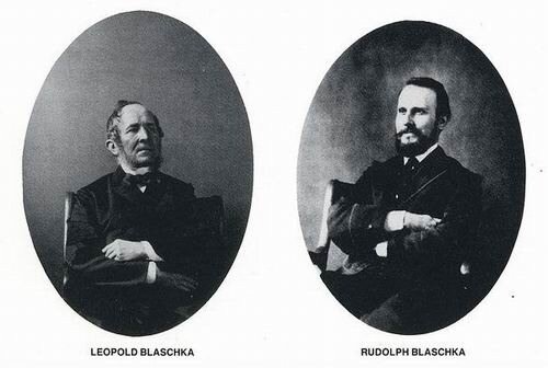 Leopold & Rudolf Blaschka/Леопольд и Рудольф Блашки. Стеклянных дел мастера