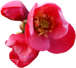 Цветы розовые  0_4fef2_8dad1f93_S