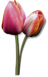 Тюльпаны 4 0_81e73_c8aa491b_S