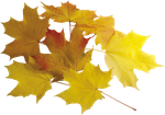 Осень.Листья  0_57d95_47c0c9ab_S