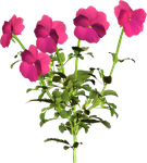 Растения,цветы  0_53fc3_2bfce586_S