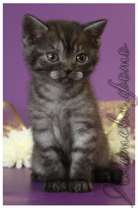 черный  серебристая британский короткошерстный кот