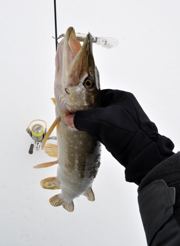 Изображение 1 : Подводя итоги 2012 рыболовного года.