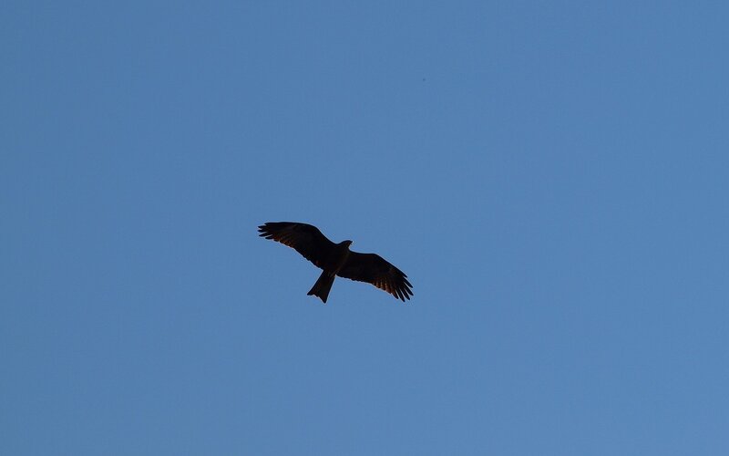 Чёрный коршун (Milvus migrans) P5172934.jpg