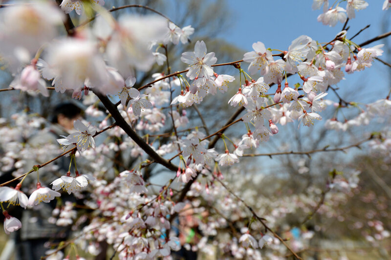 Ранняя весна в пекинских парках. Фотографии