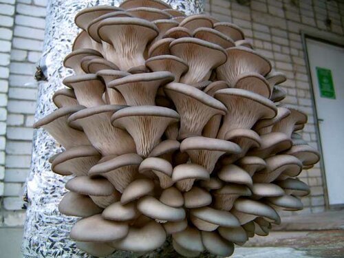 Пензенский регион может стать лидером по производству грибов