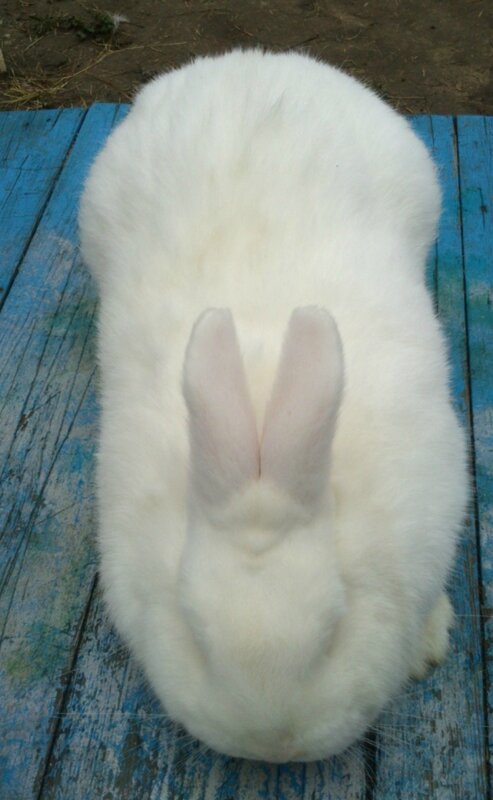 Кролик породы Новозеландский Белый. - Страница 18 0_a6b46_25c38d33_XL.jpg