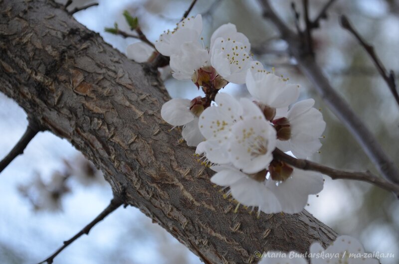 Вишня цветёт, Саратов, 28 апреля 2013 года