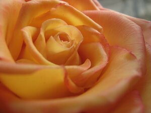 роза из холоднрго фарфора