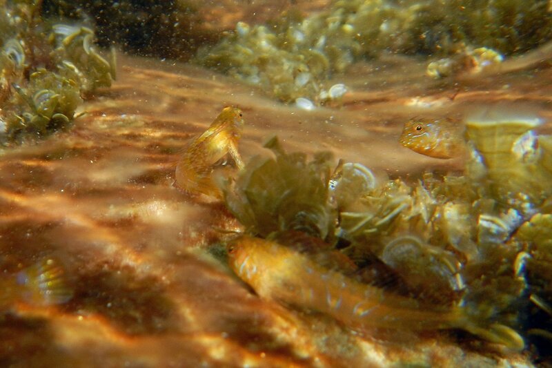 рыбка морская собачка (Parablennius) среди водорослей и морского ушка на камнях у берега Чёрного моря в районе мыса Фиолент