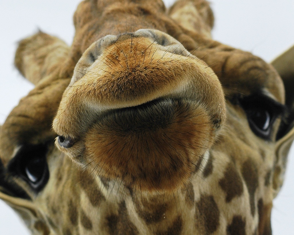 Жираф Фото Животного В Хорошем