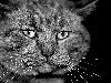 CatsWallpapers (95).jpg