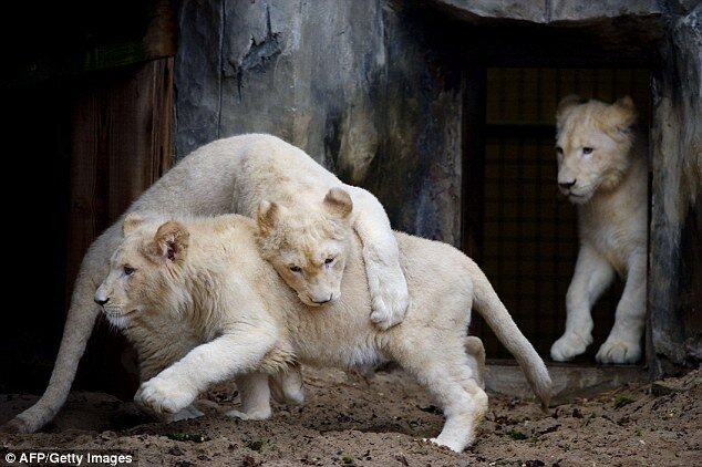 Белые львы 