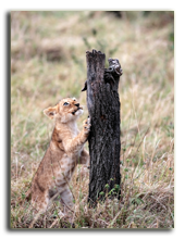 Кения. Масаи Мара. Lion cub playing in the Masai Marra reserve in Kenya AfricaSTYLEPICS - Depositphotos