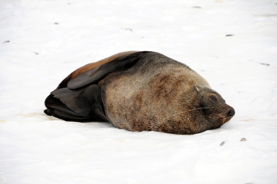 fur seal in repose
