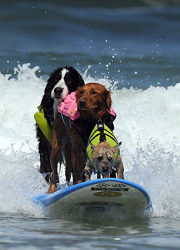 US-FEATURE-SURF-DOG