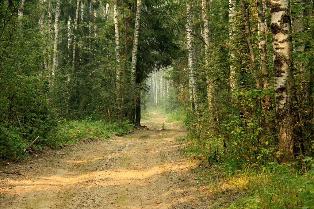 По лесной дороге
