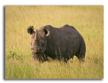 Кения. Black Rhino standing in the grass, Masai Mara, Kenya. Фото  wrobel27 - Depositphotos