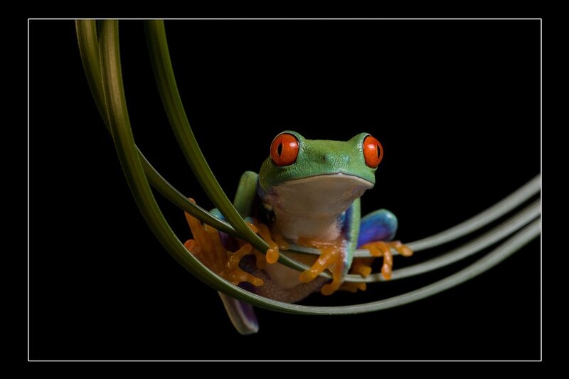 Красочные древесные лягушки от Анджи Нельсона (Angi Nelson)