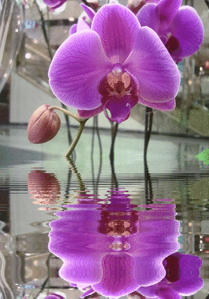 Ароматизатор "Орхидея". Стартовая цена: 20 грн. 0_5988c_5251c1f9_XL