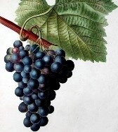 полезен ли виноград_polezen li vinograd
