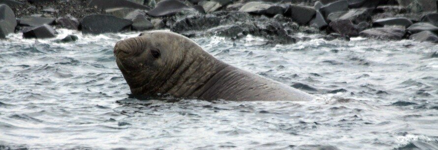 Enormous Elephant Seal