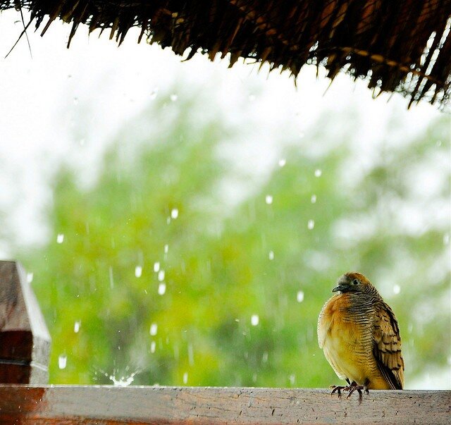 Птички после дождика