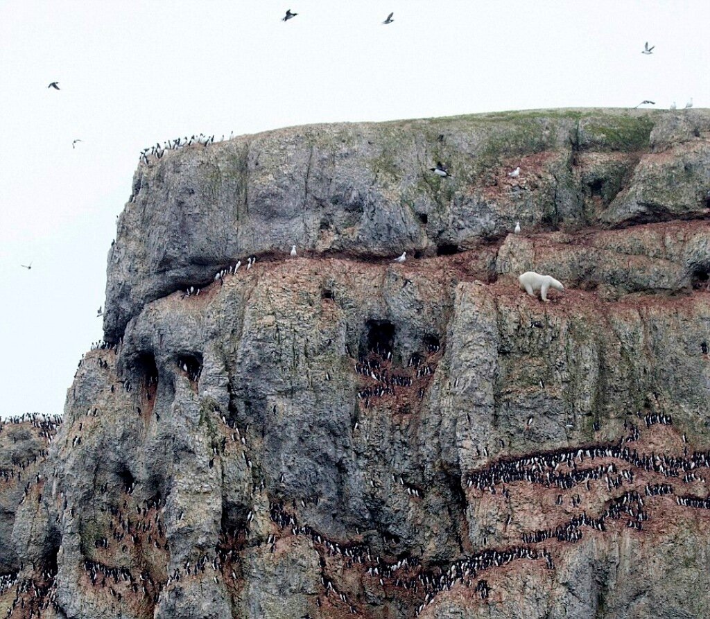 Hungry Polar Bear Inching Down A 100m Cliff Face In A Desperate Search For Food