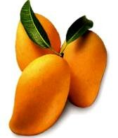 фрукт манго_frukt mango