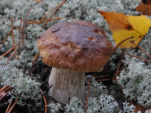 Белый гриб (Boletus edulis) Автор: Владимир Брюхов