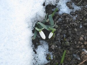 Весна пришла! Снежные капли галантусов. 29.03.2011г
