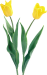 тюльпаны png