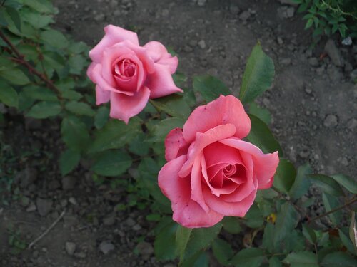 Розы от Naka-Noka 0_6540e_e774fee8_L