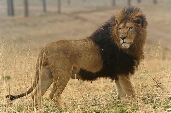 фото львы из боливийского цирка