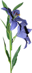Сиреневые цветы 0_65f7f_68c312f7_S