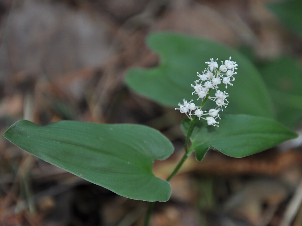 Майник двулистный (Maianthemum bifolium). Автор фото: Владимир Брюхов
