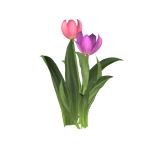 тюльпаны png