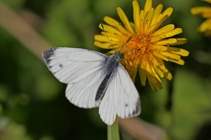 Бабочка-брюквенница (Pieris napi) с белыми крыльями с тёмным кончиком крыла и точкой на переднем крыле пьёт нектар из цветка одуванчика