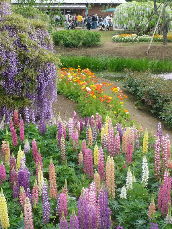 парк цветов асикага фото